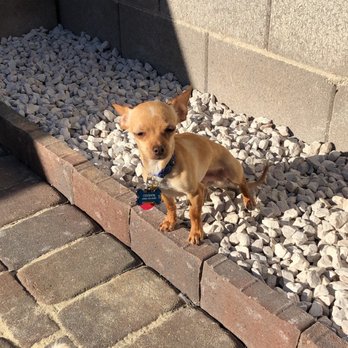 US Turf - Even our fur babies love the new look of our backyard and they love sunbathing and playing outside more often now. - Artificial Turf Near Me - Las Vegas, Nevada US Turf - Even our fur babies love the new look of our backyard and they love sunbathing and playing outside more often now. - Artificial Turf Near Me - Las Vegas, Nevada