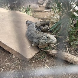 3-legged iguana