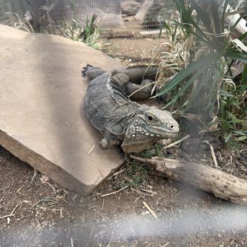 Phoenix Herpetological Society - 3-legged iguana - Community Service/Non-Profit Near Me