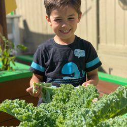 Play 'N' Learn Preschool - Picking the lettuc