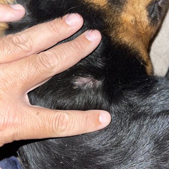 Camp Bow Wow - How it looks after antibiotics and some of the scabs are coming off. - Pet Boarding Near Me - Phoenix, Arizona Camp Bow Wow - How it looks after antibiotics and some of the scabs are coming off. - Pet Boarding Near Me - Phoenix, Arizona