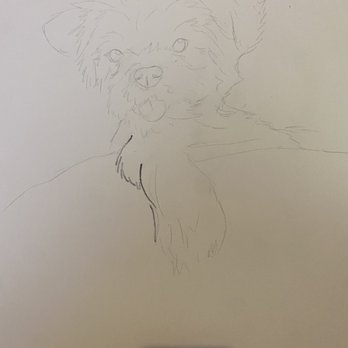 Catalina Brewing Company - My rough sketch before I started painting my dog. - Breweries Near Me - Tucson, Arizona