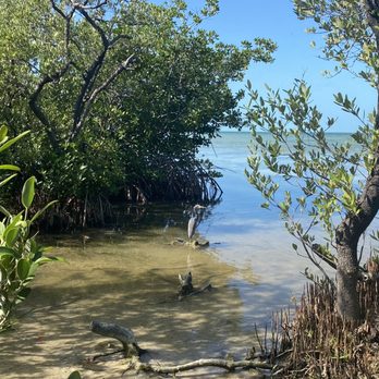 Florida Keys Wild Bird Sanctuary - Animal Shelters Near Me - Tavernier, Florida Florida Keys Wild Bird Sanctuary - Animal Shelters Near Me - Tavernier, Florida