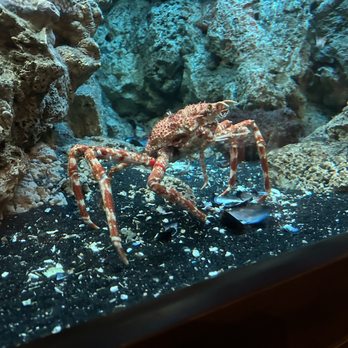 Shedd Aquarium - Crab - Aquariums Near Me - Chicago, Illinois Shedd Aquarium - Crab - Aquariums Near Me - Chicago, Illinois