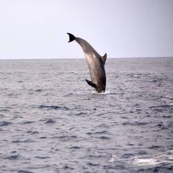 Catalina Coastal Tours & Fishing - Looks like a fence post.