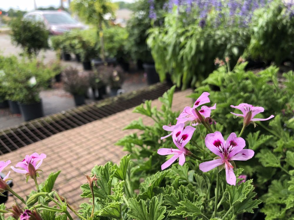 HARBISON NURSERY Updated September 2024 4024 Freeport Rd, Natrona