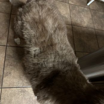Furry Land - Wilmington - HORRIBLY SHAVED SPOT - Pet Groomers Near Me Furry Land - Wilmington - HORRIBLY SHAVED SPOT - Pet Groomers Near Me