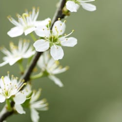 Anew You Massage - Health and Wellness through Higher Brain Living and Proper Nutrition