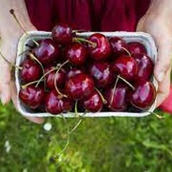 Greenway Fruit Stand U Pick Cherries