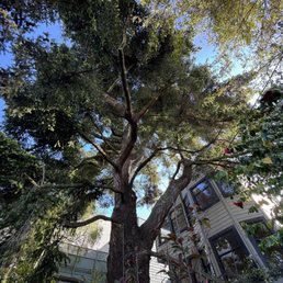 Original tree Original tree