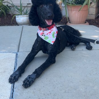 Groomingdale - Pet Groomers Near Me - Los Angeles, California