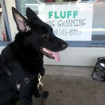 Fluff Dog Grooming - Khali waiting to see Michelle for a bath. :) - Pet Groomers Near Me - San Leandro, California Fluff Dog Grooming - Khali waiting to see Michelle for a bath. :) - Pet Groomers Near Me - San Leandro, California