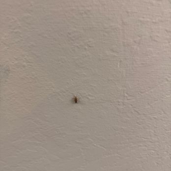Academy Lane Apartments - Roach in my apartment - Apartments Near Me - Davis, California Academy Lane Apartments - Roach in my apartment - Apartments Near Me - Davis, California