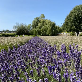 Purple Haze Lavender Farm - Lavender farm - Flowers & Gifts Near Me - Sequim, Washington