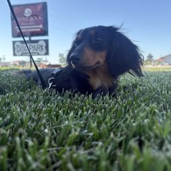 Castle Rock Inn & Suites - Fescue grass, perfect place to sit in the shade