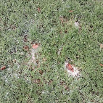 1st choice drywall repair - Drywall mud in my grass - Handyman Near Me - Mesa, Arizona