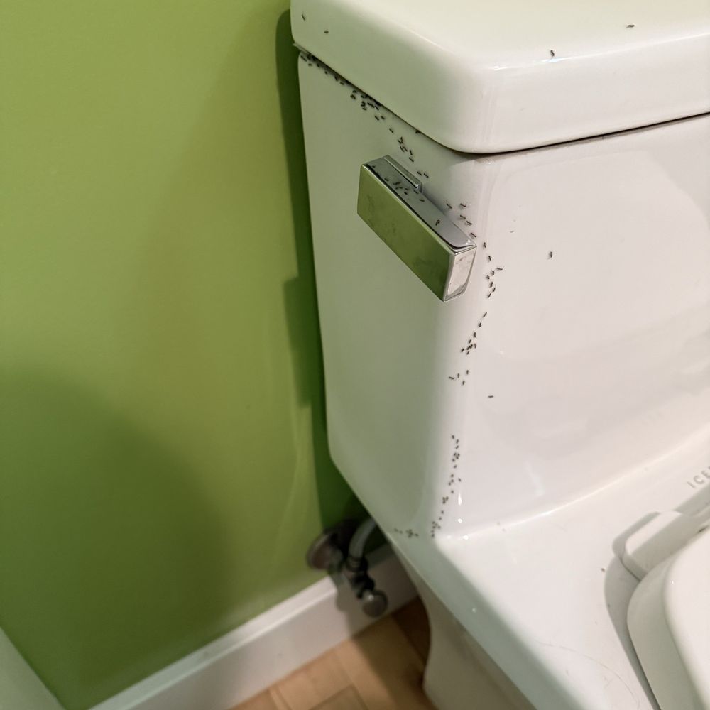 Earth First Pest Control - ants on the toilet - Pest Control Near Me - Sherman Oaks, California Earth First Pest Control - ants on the toilet - Pest Control Near Me - Sherman Oaks, California