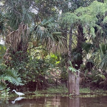 Jupiter Outdoor Center - Baby heron - Rafting/Kayaking Near Me - Jupiter, Florida