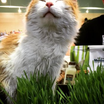 Whole Pets - Pet Stores Near Me - Boulder, Colorado Whole Pets - Pet Stores Near Me - Boulder, Colorado