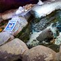 Photo of Sea Life
