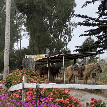 Sea Horse Ranch - Horses - Horseback Riding Near Me - Half Moon Bay, California Sea Horse Ranch - Horses - Horseback Riding Near Me - Half Moon Bay, California