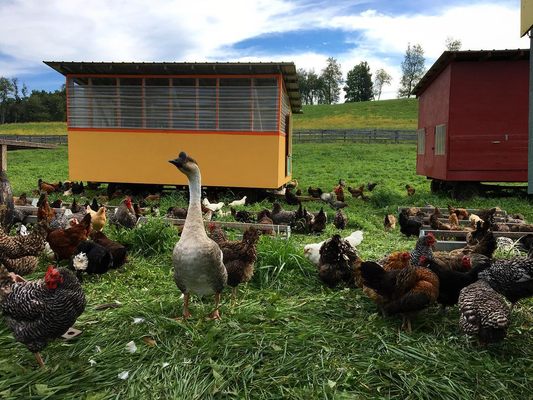 Kinderhook Farm by null