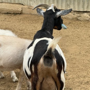 Montebello Barnyard Zoo - Plastic eating goat - Petting Zoos Near Me - Montebello, California Montebello Barnyard Zoo - Plastic eating goat - Petting Zoos Near Me - Montebello, California