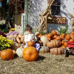 Potomac Farm Market - Pumpkin patch