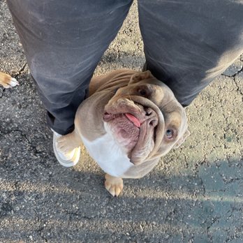 Diamond Doghouse - Pet Sitting Near Me - Richmond, Virginia