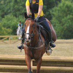 Jill Carenza Equestrian