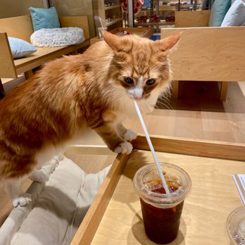 Cat Café MOFF - Is this PURRlow? I HATE purrlow~ - Themed Cafes Near Me - Honolulu, Hawaii Cat Café MOFF - Is this PURRlow? I HATE purrlow~ - Themed Cafes Near Me - Honolulu, Hawaii
