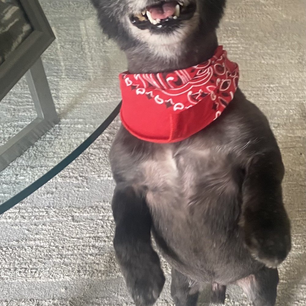 Bitches N Bubbles - My baby blacky papi - Pet Groomers Near Me - Long Beach, California
