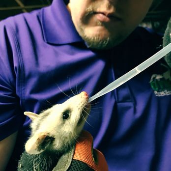 Dyno Pest Services - He now has a name, it's Odie. - Wildlife Control Near Me - Woodstock, Georgia Dyno Pest Services - He now has a name, it's Odie. - Wildlife Control Near Me - Woodstock, Georgia
