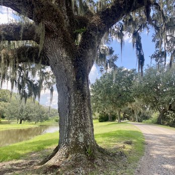 Jungle Gardens - Botanical Gardens Near Me - Avery Island, Louisiana