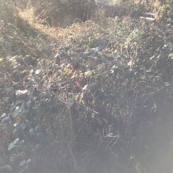 New Brighton Campground - Almost all the sites are surrounded by poison oak. Watch out! - Campgrounds Near Me - Aptos, California