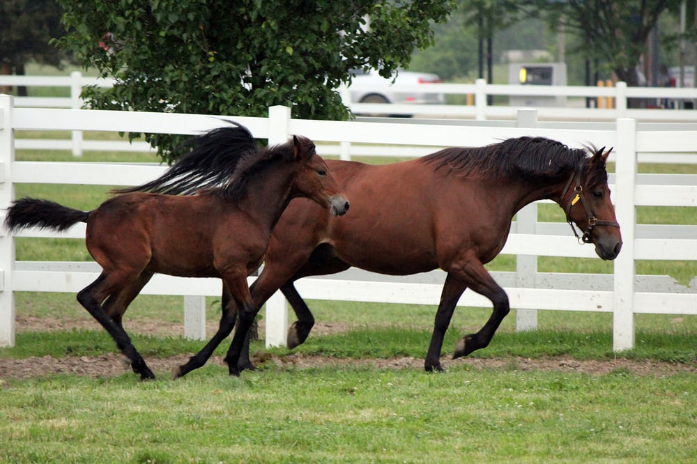 Steiner Stock Farm - equestrian in Lima, OH