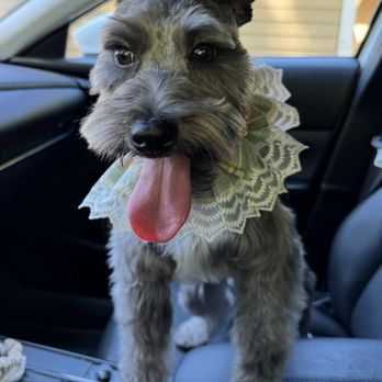 Pawfect Grooming - Pet Groomers Near Me - Bellevue, Washington Pawfect Grooming - Pet Groomers Near Me - Bellevue, Washington