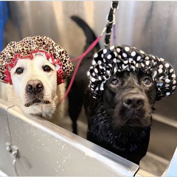 Bark City - The boys get a bath before Mom and Pops come home from their trip - Pet Boarding Near Me - Huntington Beach, California Bark City - The boys get a bath before Mom and Pops come home from their trip - Pet Boarding Near Me - Huntington Beach, California
