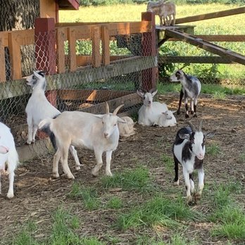 Parlee Farms - goats area - Farmers Market Near Me - Tyngsboro, Massachusetts