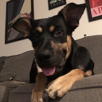 Arizona Veterinary Dental - Colt - broken tooth extraction (and they even clipped his nails without us asking!!! :):)) - Veterinarians Near Me - Glendale, Arizona