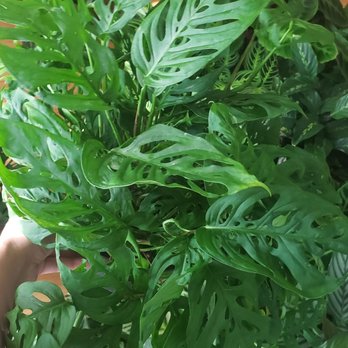 Venice Plants - Swiss cheese plant and watermelon Peperomia - Nurseries & Gardening Near Me - Venice, California Venice Plants - Swiss cheese plant and watermelon Peperomia - Nurseries & Gardening Near Me - Venice, California