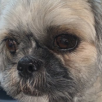 Animal Eye Care - Up close (before surgery) - Veterinarians Near Me - Fremont, California