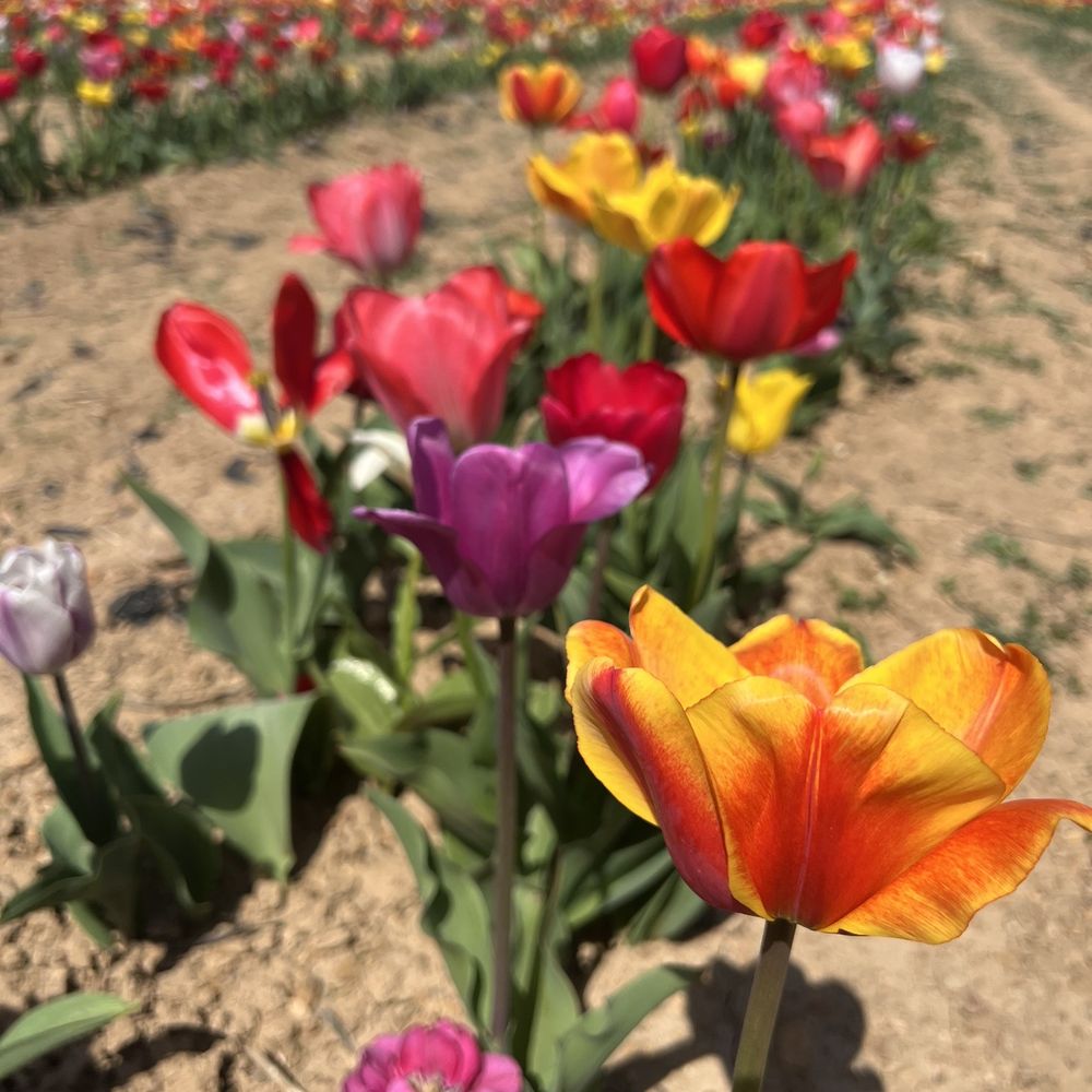 Local Homestead Products - Farmers Market Near Me - New Windsor, Maryland