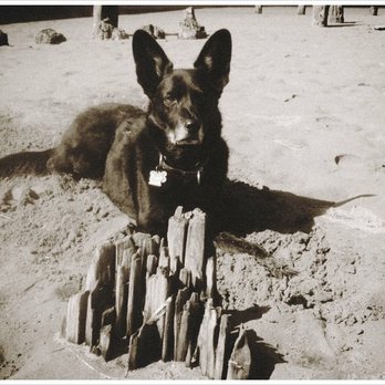 Pawalkers - Dillon at Russian River - Dog Walkers Near Me
