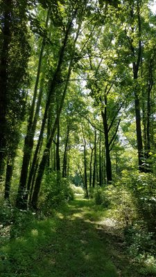 Evergreen Cemetery by null