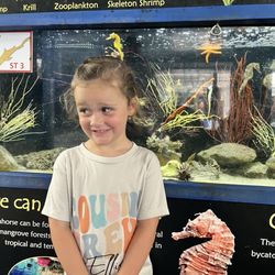 Gulf Specimen Marine Laboratories - Seahorse tank
