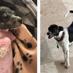 Before PVAS and after. LIfesaving programs that include medical treatments