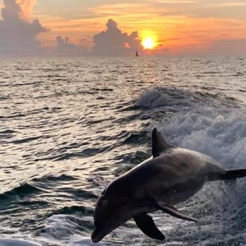 Clearwater Beach - Little Toot Dolphin Cruise - Beaches Near Me