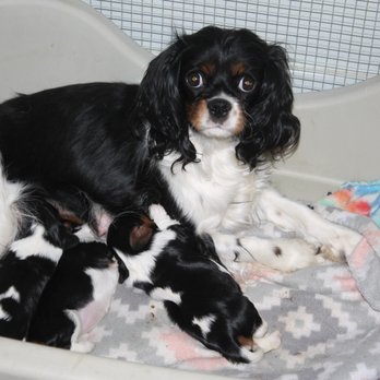 Cottonwood Puppies - Pet Breeders Near Me Cottonwood Puppies - Pet Breeders Near Me