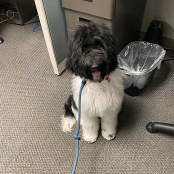 Doggie Dos  - Ollie's 1st mini groom. Labradoodle puppy. - Pet Groomers Near Me - La Mesa, California